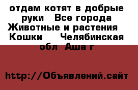 отдам котят в добрые руки - Все города Животные и растения » Кошки   . Челябинская обл.,Аша г.